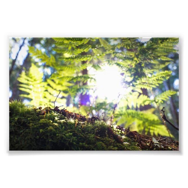 Moss and Fern Sunflare Photo Print (Front)