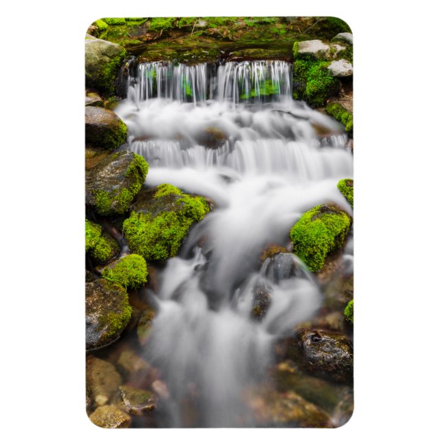 Moss Around Fern Spring Magnet (Vertical)