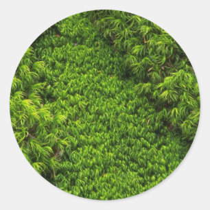 Moss Classic Round Sticker