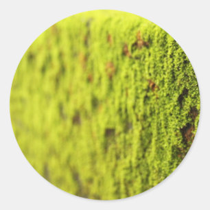 Moss Classic Round Sticker