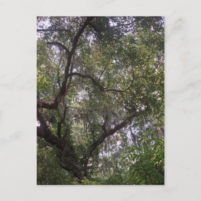 Moss Forest Canopy Custom Louisiana Art Postcard (Front)