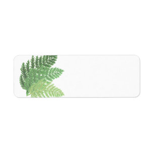 Moss Green Fern