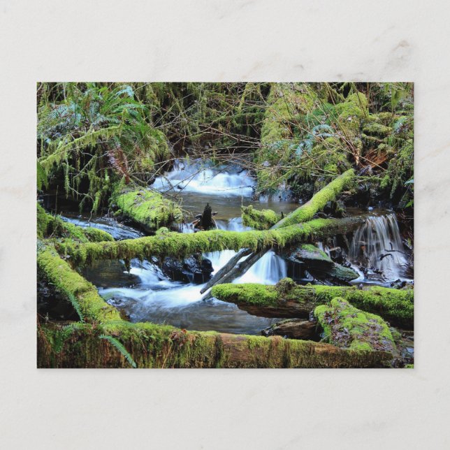 Moss-laden Branches Over Munson Creek Postcard (Front)