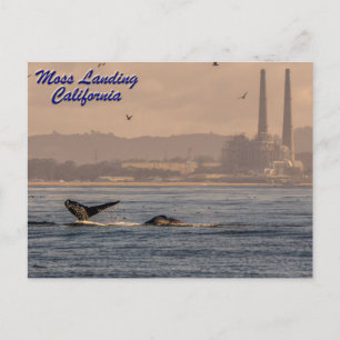 Moss Landing, California Postcard