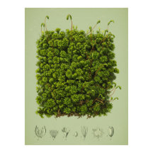 Moss motif poster
