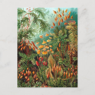 Moss (Muscinae) by Haeckel Postcard