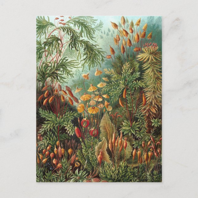 Moss (Muscinae) by Haeckel Postcard (Front)