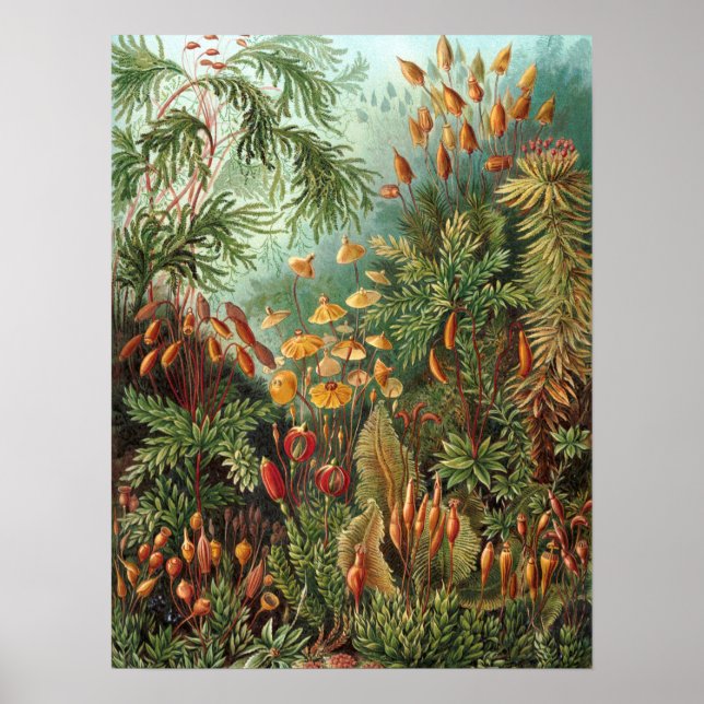 Moss (Muscinae) by Haeckel Poster (Front)
