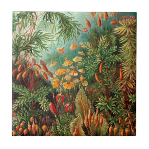 Moss (Muscinae) by Haeckel Tile