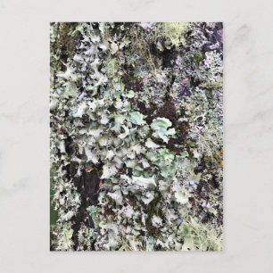 Moss on a Tree, Cape Disappointment, Washington Postcard