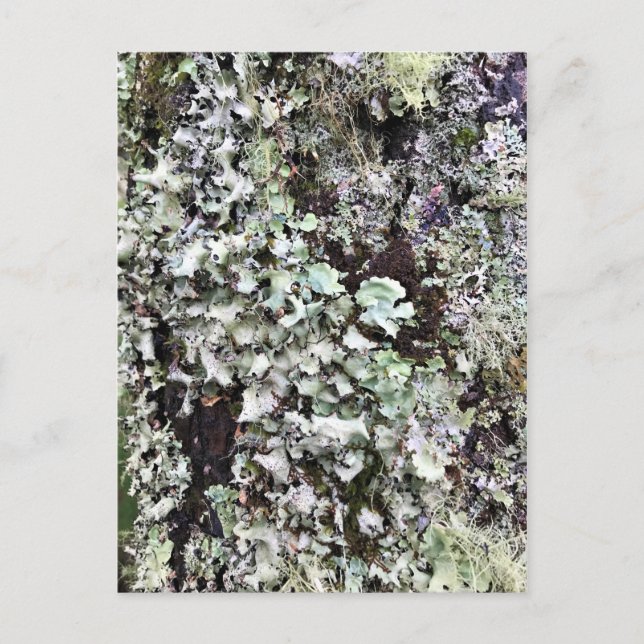 Moss on a Tree, Cape Disappointment, Washington Postcard (Front)