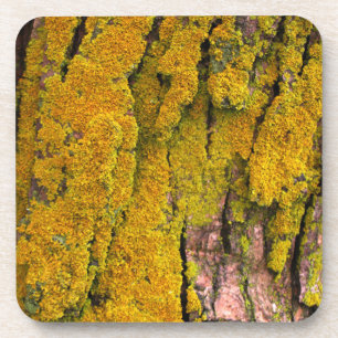 Moss on Tree Bark Coaster