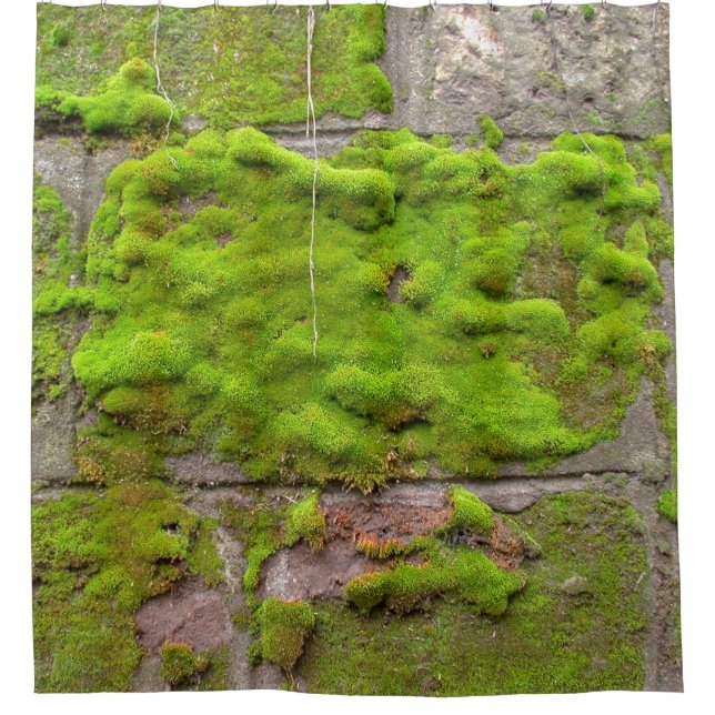 Moss wall green rock texture (Front)