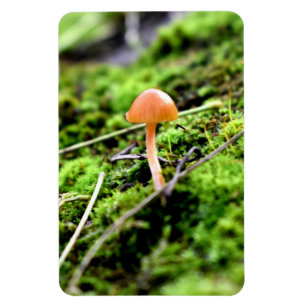 Mosses and Lichens with tiny Mushroom Magnet