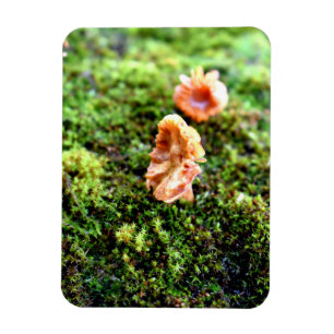 Mosses and Lichens with tiny Mushroom Magnet