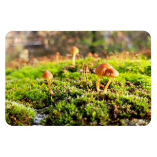 Mosses and Lichens with tiny Mushroom Magnet