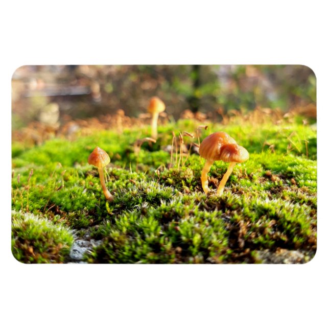 Mosses and Lichens with tiny Mushroom Magnet (Horizontal)