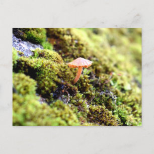 Mosses and Lichens with tiny Mushroom Postcard