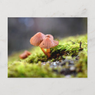 Mosses and Lichens with tiny Mushroom Postcard