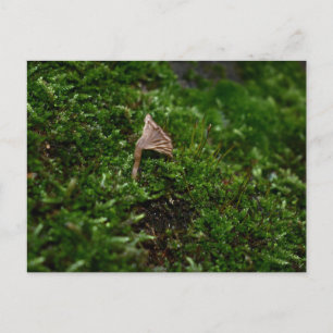 Mosses and Lichens with tiny Mushroom Postcard