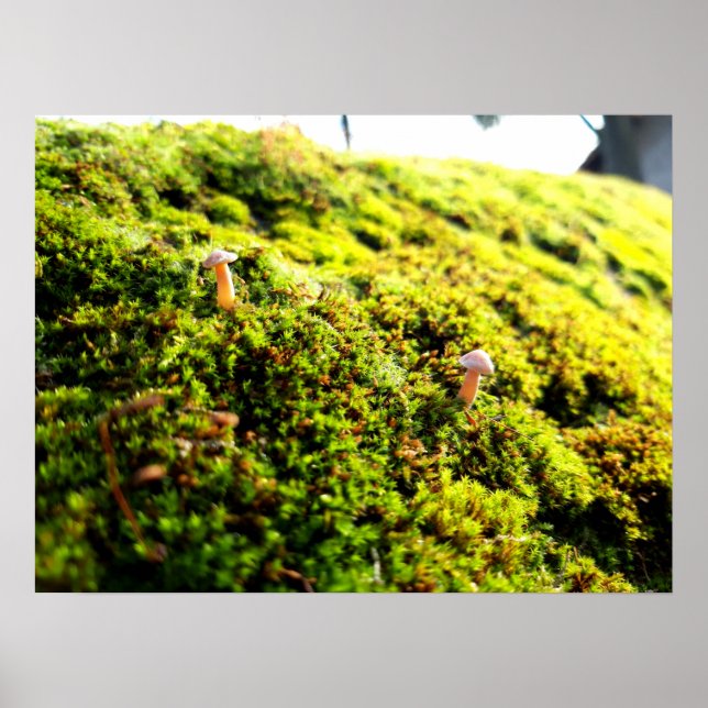 Mosses and Lichens with tiny Mushroom Poster (Front)