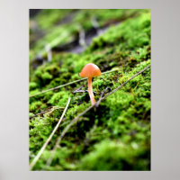 Mosses and Lichens with tiny Mushroom