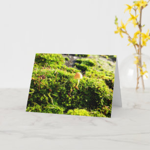Mosses and Lichens with tiny Mushrooms Card