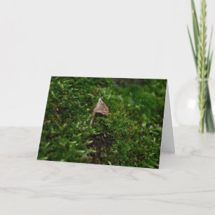Mosses and Lichens with tiny Mushrooms Card
