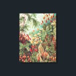 Mosses, Muscinae Laubmoose by Ernst Haeckel Canvas Print<br><div class="desc">Mosses,  Muscinae Laubmoose by Ernst Haeckel Canvas Print</div>