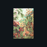 Mosses, Muscinae Laubmoose by Ernst Haeckel Canvas Print<br><div class="desc">Mosses,  Muscinae Laubmoose by Ernst Haeckel Canvas Print</div>