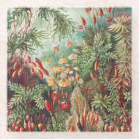 Mosses, Muscinae Laubmoose by Ernst Haeckel