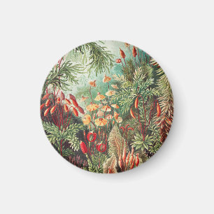 Mosses, Muscinae Laubmoose by Ernst Haeckel Magnet