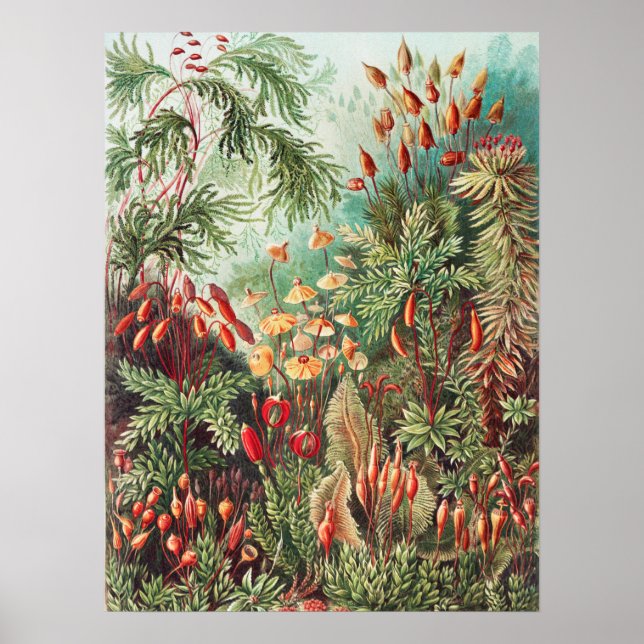 Mosses, Muscinae Laubmoose by Ernst Haeckel Poster (Front)