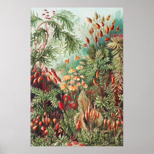 Mosses, Muscinae Laubmoose by Ernst Haeckel Poster