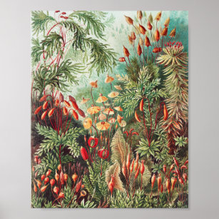 Mosses, Muscinae Laubmoose by Ernst Haeckel Poster