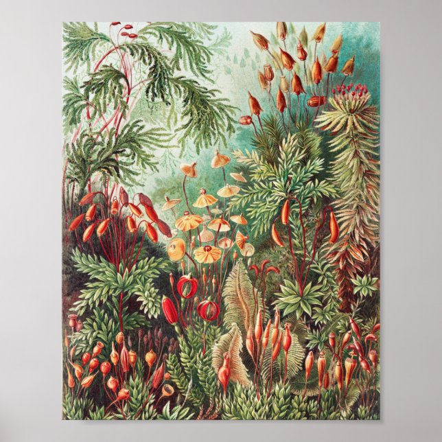 Mosses, Muscinae Laubmoose by Ernst Haeckel Poster (Front)