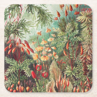 Mosses, Muscinae Laubmoose by Ernst Haeckel