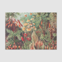 Mosses, Muscinae Laubmoose by Ernst Haeckel