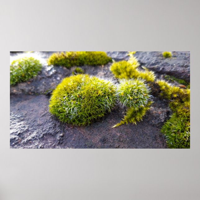 Mosses Poster (Front)