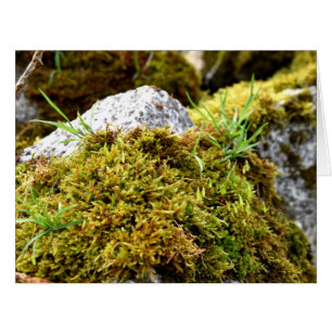 Mosses, Printemps éveil