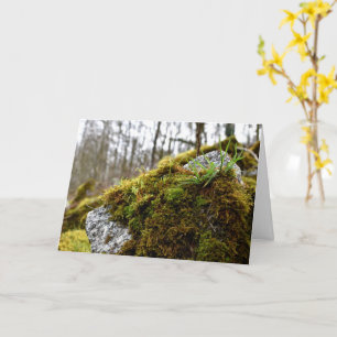 Mosses , Spring awakening Card