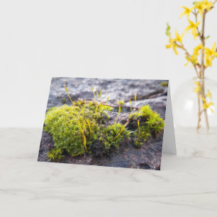 Mosses , Spring awakening Card