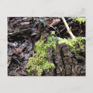 Mosses , Spring awakening Postcard