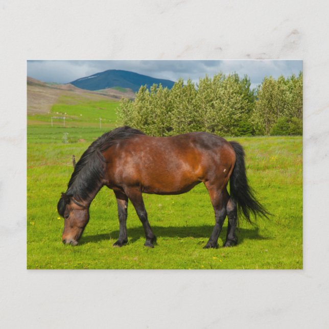 Mossfellsbaer Icelandic Horse Postcard (Front)