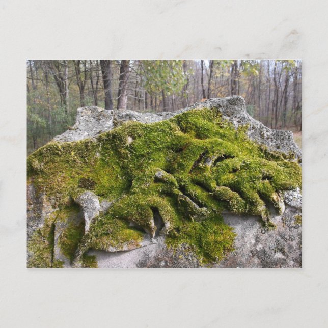 Mossy Broken Headstone Postcard (Front)