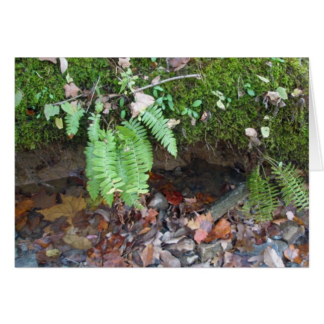 Mossy Creek Bank (Devant horizontal)