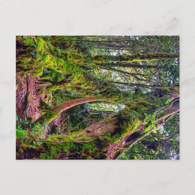 Mossy Forest Holiday Postcard (Front)