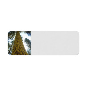 Mossy Red Fir Tree Address Labels