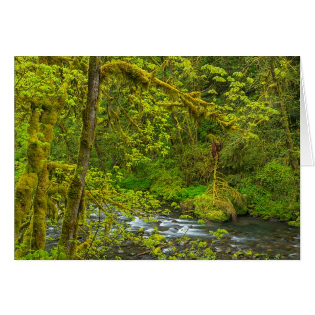 Mossy Rocks And Trees Line Eagle Creek (Front Horizontal)