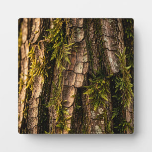  Mossy Tree Bark Forest Texture  Plaque